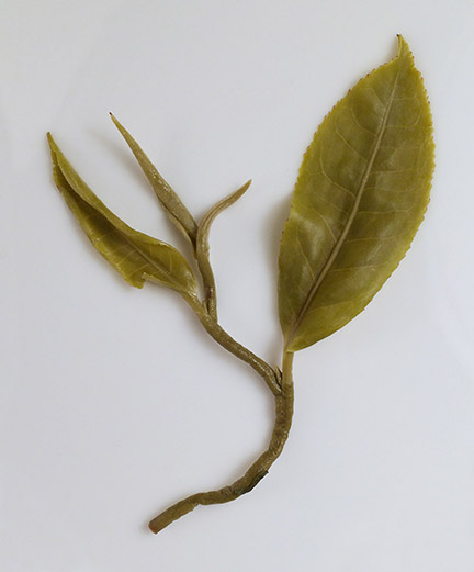 tea leaf after brewing