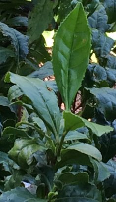 tea leaves growing